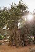 An olive tree in the Garden of Gethsemane, Jerusalem, Israel