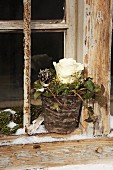White rose and ivy in plant pot drizzled with wax