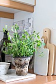 Marjoram in rustic pot on coaster next to chopping boards on kitchen worksurface