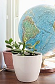 Jade tree in white pot in front of globe