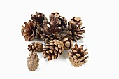 Various pine and fir cones
