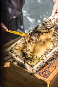 A beekeeper scraping a honeycomb