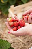 A woman holding freshly picked strawberries