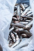 Fresh anchovies in a plastic bag