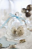 Quail's eggs under a glass cloche with a ribbon on a marble surface