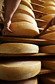 Ripening mountain cheese in an alpine dairy in Tyrol