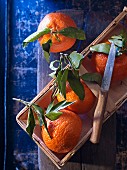 Four clementines with leaves and a knife in a wooden basket