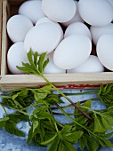 Fresh eggs and goatweed