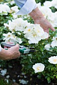Frau schneidet weiße Rosen im Garten