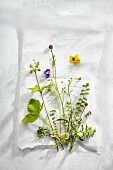 An arrangement of various fresh herbs and flowers