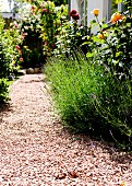 Gekiester Gartenweg zwischen blühenden Rosen und Lavendel