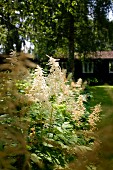 Flowering astilbes in summer garden