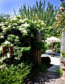 Flowering hydrangea climbing over garden fence with view of seating area under parasol in background