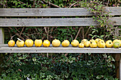 Row of quinces on wooden bench in garden