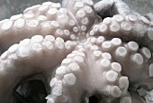 Close up of a frozen octopus