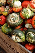 A large crate of turban squash