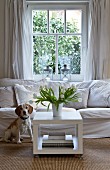 Inquisitive dog sitting in front of white couch next to vase of white tulips on square coffee table