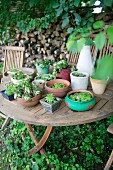 Verschiedene Pflanzgefäße mit Grünpflanzen auf rustikalem Gartentisch