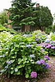 Verschiedenfarbige Hortensien in sommerlichem Garten