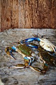 Fresh Maryland blue crabs on a wooden surface