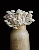 Shimeji-Pilze in einer Vase vor schwarzem Hintergrund