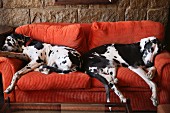 Zwei schwarz-weiße Deutsche Doggen auf roter Couch