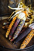 Multicolored maize on rustic wooden surface