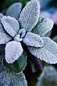 Salbeiblätter, mit Frost bedeckt