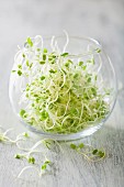Fresh radish sprouts in a glass bowl