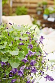 Canterbury bells in a bowl