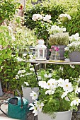 White cosmea and herbs on a garden table