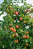 Äpfel am Baum