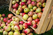 Freshly harvested apples falling out of a wooden crate