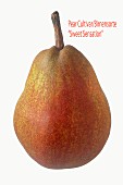 A Sweet Sensation pear