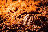 A coffee bean in ground coffee