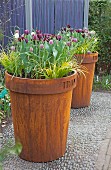 Tulips and grasses in rusty planters on gravel floor