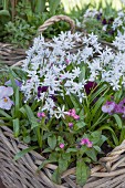 Star-of-Bethlehem, forget-me-nots and violas planted in wicker basket