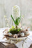 White hyacinth arranged on plate with moss, flowering twigs, eggs and feathers