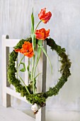 Three tulips with bulbs in wreath of moss hung from chair backrest