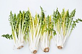 Fresh dandelions on a white surface