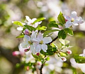 Blossom on fruit tree