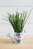 Chives in a small watering can