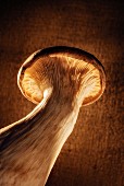 A king trumpet mushroom on a wooden surface
