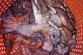 Krakenfang, frisch gefangenene Pulpos in Korb, Südfrankreich