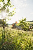 Garten des Gartendesigners Arne Maynard, Hof Allt-y-bela, Südwales