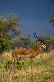 An antelope in the wild, Okavango Delta, Botswana