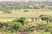 Giraffes in the Ngorongoro crater in the Serengeti, Tanzania, Africa