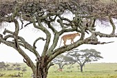A lioness in a tree at the Serengeti Wildlife Reserve, Tanzania, Africa