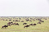 Gnus im Ngorongoro-Wildlife Reserve, Serengeti, Tansania, Afrika