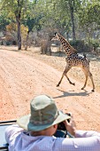 Tourist fotografiert Giraffe, Sambia, Afrika